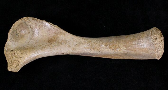 Baby Cave Bear (Ursus spelaeus) Humerus - Russia #18677